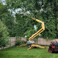 Best Tree Cabling and Bracing  in Inkerman, PA